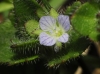 Veronica hederifolia L.