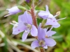 Veronica officinalis L.