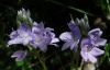 Veronica orsiniana Ten. Veronica orsiniana Ten.