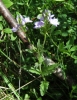 Veronica orsiniana Ten. Veronica orsiniana Ten.