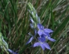 Veronica orsiniana Ten. Veronica orsiniana Ten.