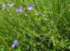 Veronica orsiniana Ten. Veronica orsiniana Ten.