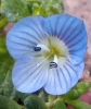 Veronica persica Poir.