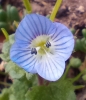 Veronica persica Poir.