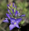 Veronica tenuifolia Asso subsp. tenuifolia