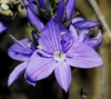 Veronica tenuifolia Asso subsp. tenuifolia