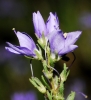 Veronica tenuifolia Asso subsp. tenuifolia