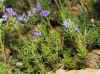 Veronica tenuifolia Asso subsp. tenuifolia