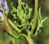 Veronica tenuifolia Asso subsp. tenuifolia