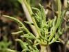 Veronica tenuifolia Asso subsp. tenuifolia
