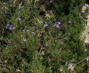 Veronica tenuifolia Asso subsp. tenuifolia