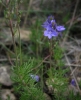 Veronica tenuifolia Asso subsp. tenuifolia