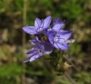 Veronica tenuifolia Asso subsp. tenuifolia