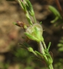 Veronica tenuifolia Asso subsp. tenuifolia