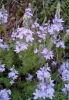 Veronica tenuifolia Asso subsp. tenuifolia