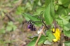 Solanum dulcamara L. Solanum dulcamara L.