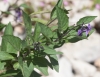 Solanum dulcamara L. Solanum dulcamara L.