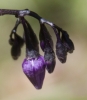 Solanum dulcamara L. Solanum dulcamara L.