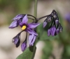 Solanum dulcamara L. Solanum dulcamara L.