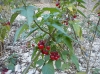 Solanum dulcamara L. Solanum dulcamara L.
