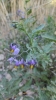Solanum dulcamara L. Solanum dulcamara L.