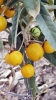 Solanum elaeagnifolium Cav.