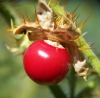 Solanum sisymbriifolium Lam. 3/3
