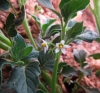 Solanum sp. 1/2
