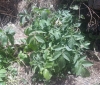 Solanum tuberosum ? 2/2