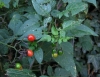 Solanum dulcamara L. Solanum dulcamara L.