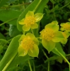 Bupleurum lancifolium Hornem.