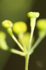 Bupleurum rigidum L. subsp. rigidum