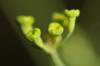 Bupleurum rigidum L. subsp. rigidum