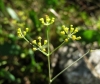Bupleurum rigidum L. subsp. rigidum
