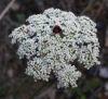 Daucus carota
