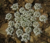 Daucus carota L.