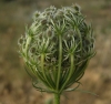 Daucus carota L.
