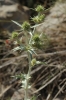 Eryngium campestre L.