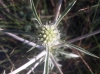 Eryngium campestre L.