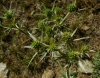 Eryngium campestre L.