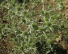 Eryngium campestre L.