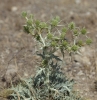 Eryngium campestre L.