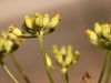 Foeniculum vulgare Mill.