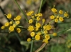 Foeniculum vulgare Mill.