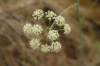 Guillonea scabra (Cav.) Coss. subsp. scabra