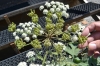 Heracleum sphondylium L.