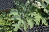 Heracleum sphondylium L.