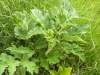 Heracleum sphondylium L.