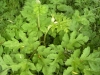 Heracleum sphondylium L.