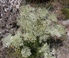Ligusticum lucidum Mill. subsp. lucidum
